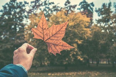 Close-up of maple leaf with autumn leaves