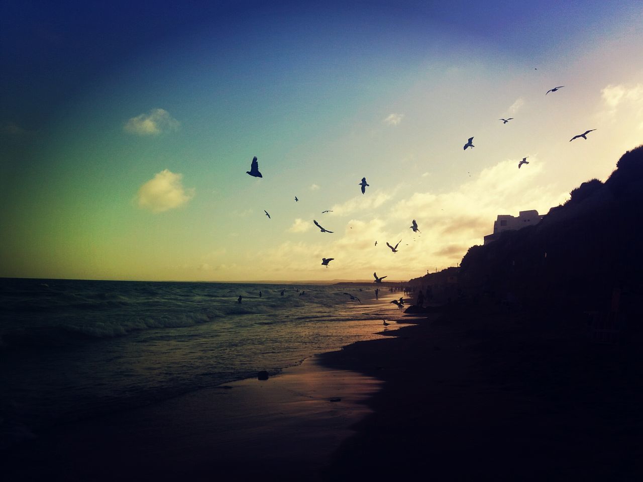 bird, flying, sea, animal themes, water, animals in the wild, wildlife, beach, sky, flock of birds, horizon over water, sunset, silhouette, shore, scenics, beauty in nature, tranquil scene, nature, tranquility