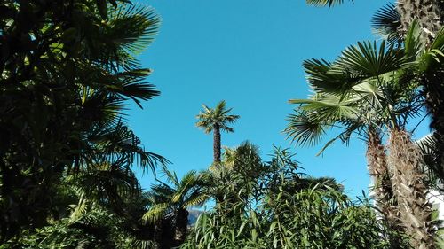 Low angle view of palm trees against blue sky