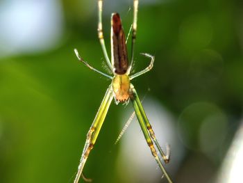 Close-up of insect on plant