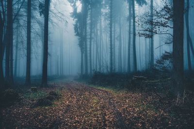 Trees in forest against sky