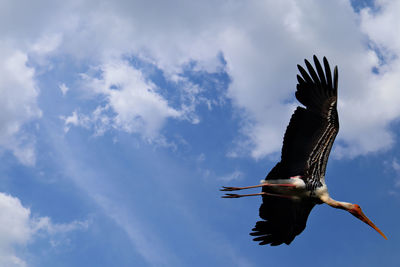 Low angle view of bird flying against sky