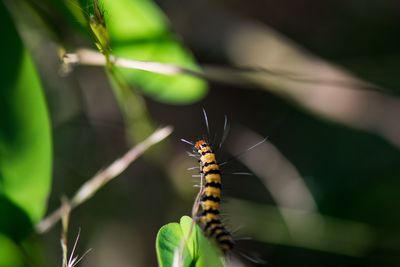 Close-up of butterfly