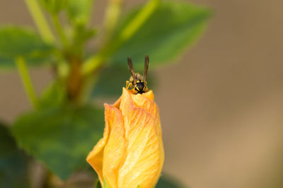 Close-up of butterfly on leaf