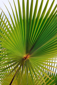 Close-up of palm tree leaves