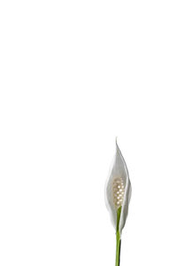 Close-up of flowering plant against white background