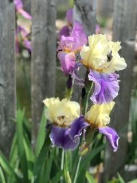 Close-up of purple crocus flowers