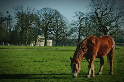 Horse grazing on grassy field