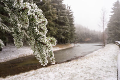 Close-up of snow covered pine tree