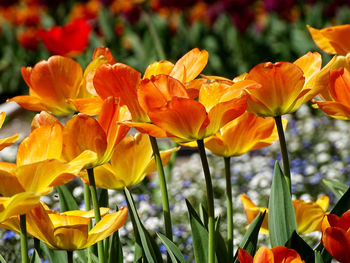 Close-up of yellow tulips