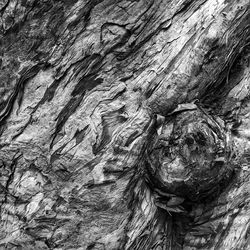 Full frame of tree trunk