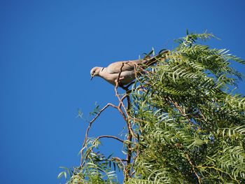 Low angle view of bird on tree against blue sky