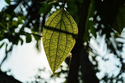 Close-up of leaves on tree