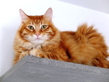 Portrait of ginger cat on wood