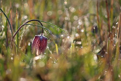 Close-up of wet plant on field