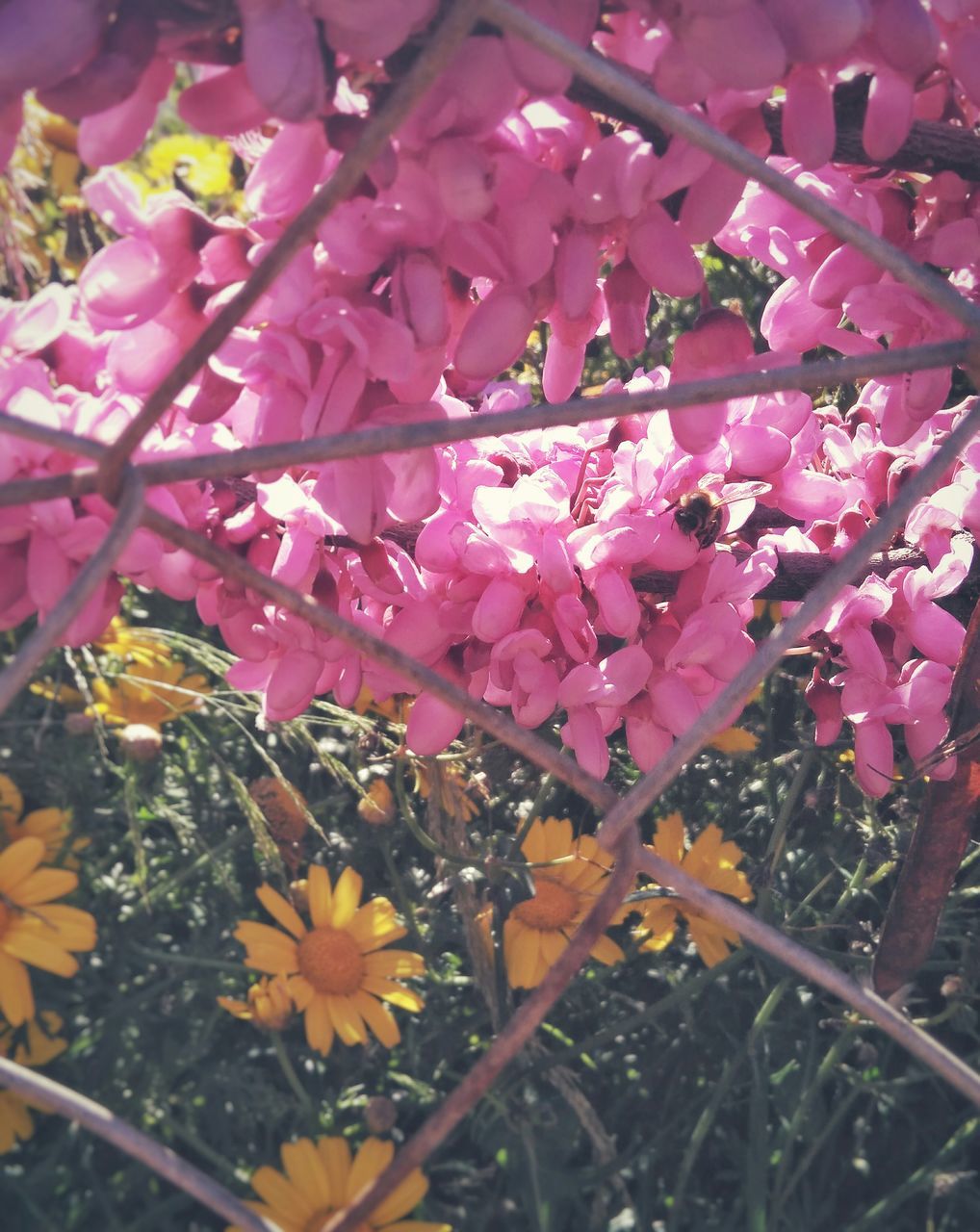 flower, nature, beauty in nature, freshness, growth, fragility, pink color, petal, plant, flower head, outdoors, no people, springtime, close-up, day, blossom, rhododendron, tree, bougainvillea, water