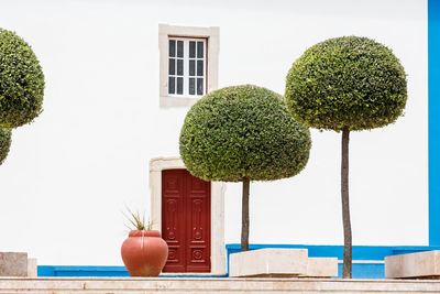 Trees against building