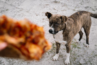 Dog standing on land and looking at pizza slice