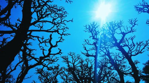 Low angle view of trees against blue sky