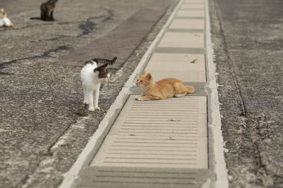 Cat walking on street