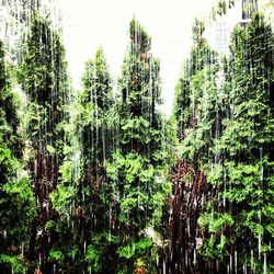 Plants growing on tree