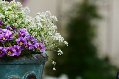 Garden flowers in bloom