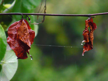 Close-up of red leaf on plant