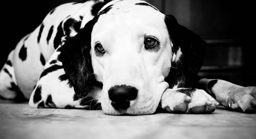 Close-up of dalmatian dog resting on floor at home