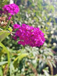 Close-up of pink flowers blooming outdoors