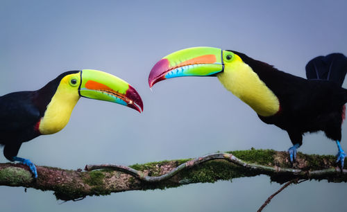 Midsection of two toucans facing each other