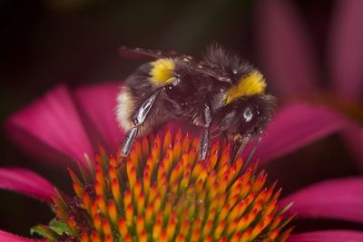 Close-up of bee pollinating flower