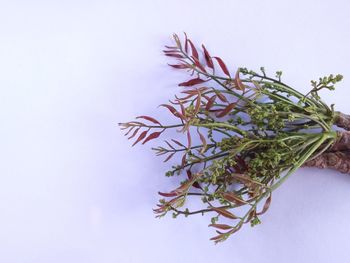 Close-up of plant against white background