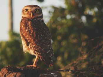 Close-up of owl perching on tree