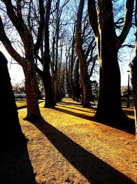 Bare trees against sky