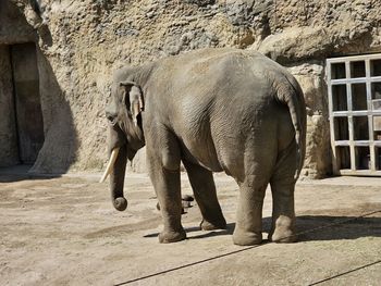 Close-up of elephant