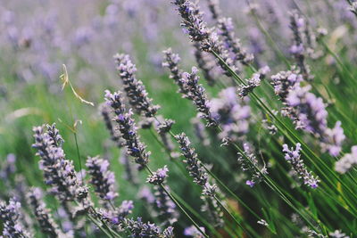 Close-up of lavender blooming outdoors