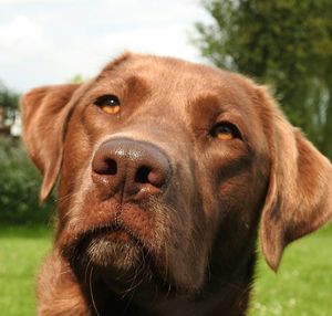 Close-up portrait of dog