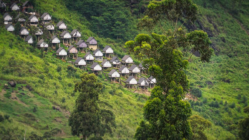 Panoramic view of trees in forest