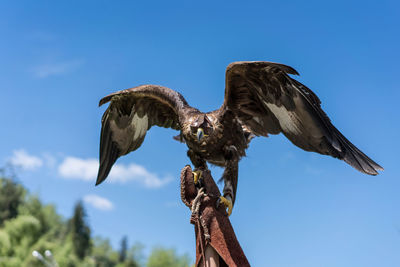 The blue sky and against its background an eagle with spread wings on the trainer's hand.