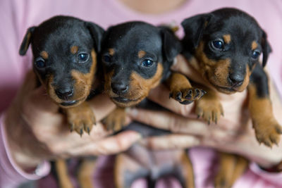 Close-up of a dog