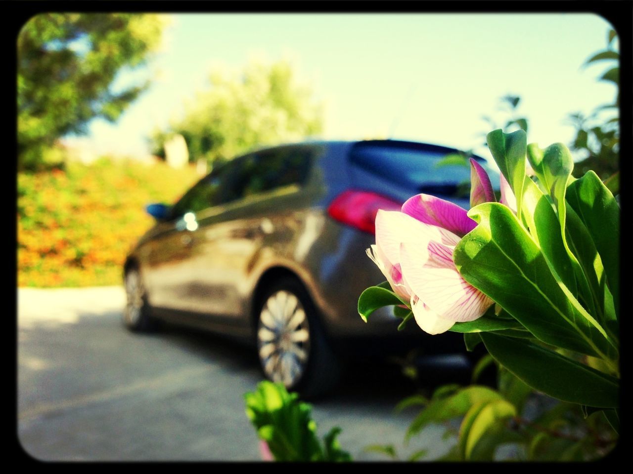 flower, petal, transfer print, fragility, flower head, freshness, close-up, focus on foreground, growth, auto post production filter, beauty in nature, pink color, plant, nature, blooming, single flower, sunlight, outdoors, day, in bloom