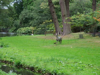 View of trees in the forest
