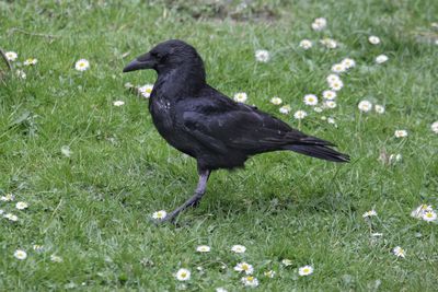 Raven perching on grassy field