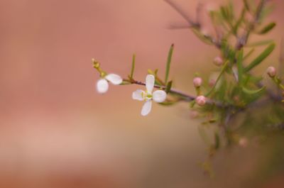 Close-up of flowers on branch