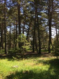 Trees in forest