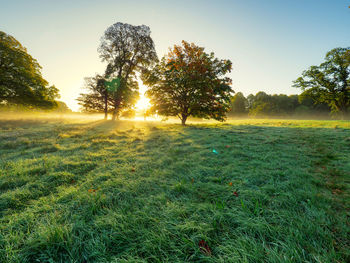 Trees on field against sky during sunset