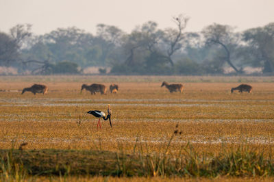 Horses in a field