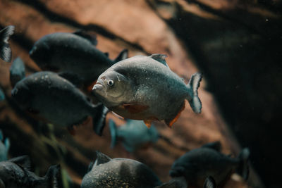 Close-up of fish swimming in sea