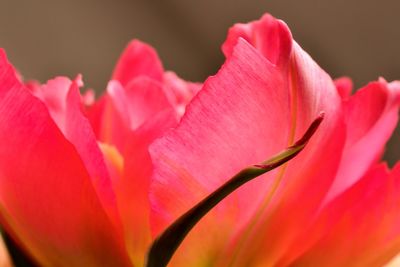 Close-up of pink rose