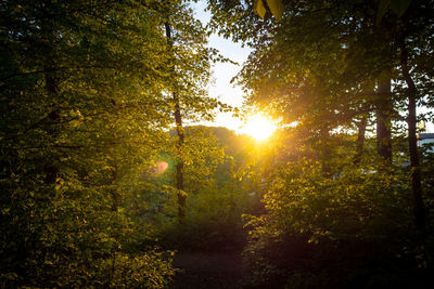 Sunlight streaming through trees in forest